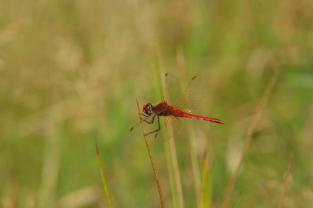 libélula roja posada en la hierba marrón en la fotografía de primer plano durante el día