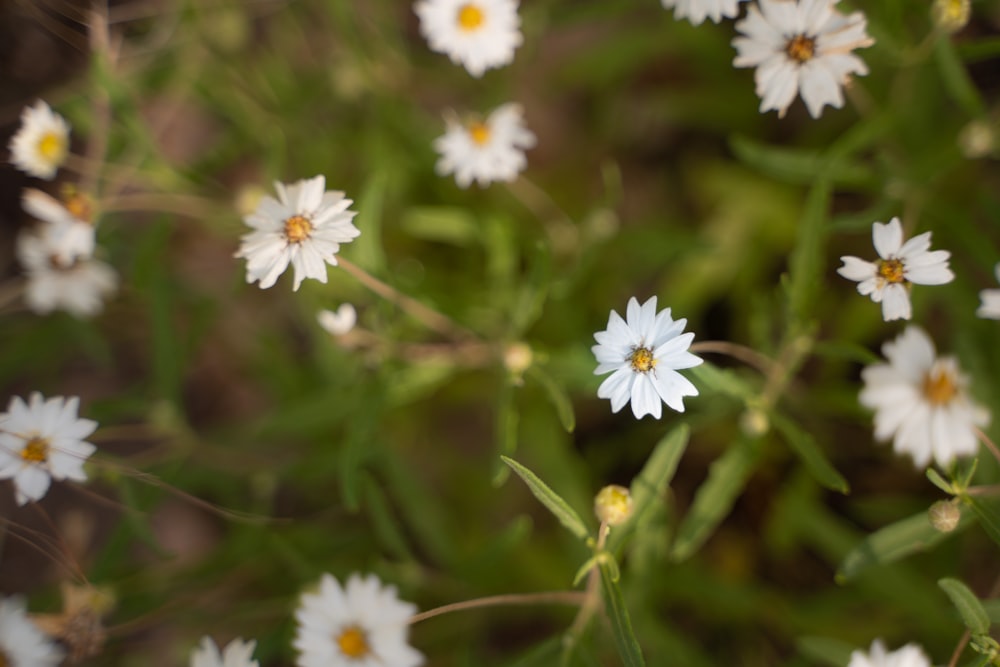 white flowers in tilt shift lens