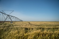 A vast agricultural field with golden wheat stretches into the distance under a clear blue sky. The field is bisected by an irrigation system composed of metallic structures extending in a linear arrangement, casting shadows across the plants.
