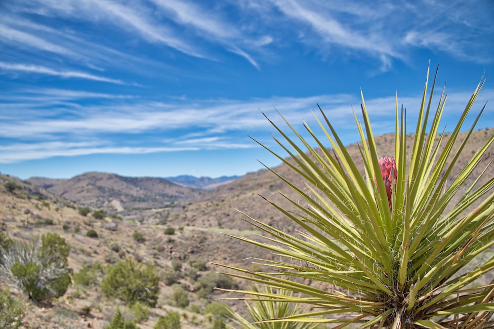 green grass on brown mountain under blue sky during daytime