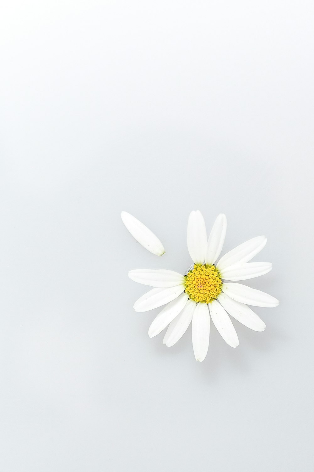 咲く白いデイジー、クローズアップ写真