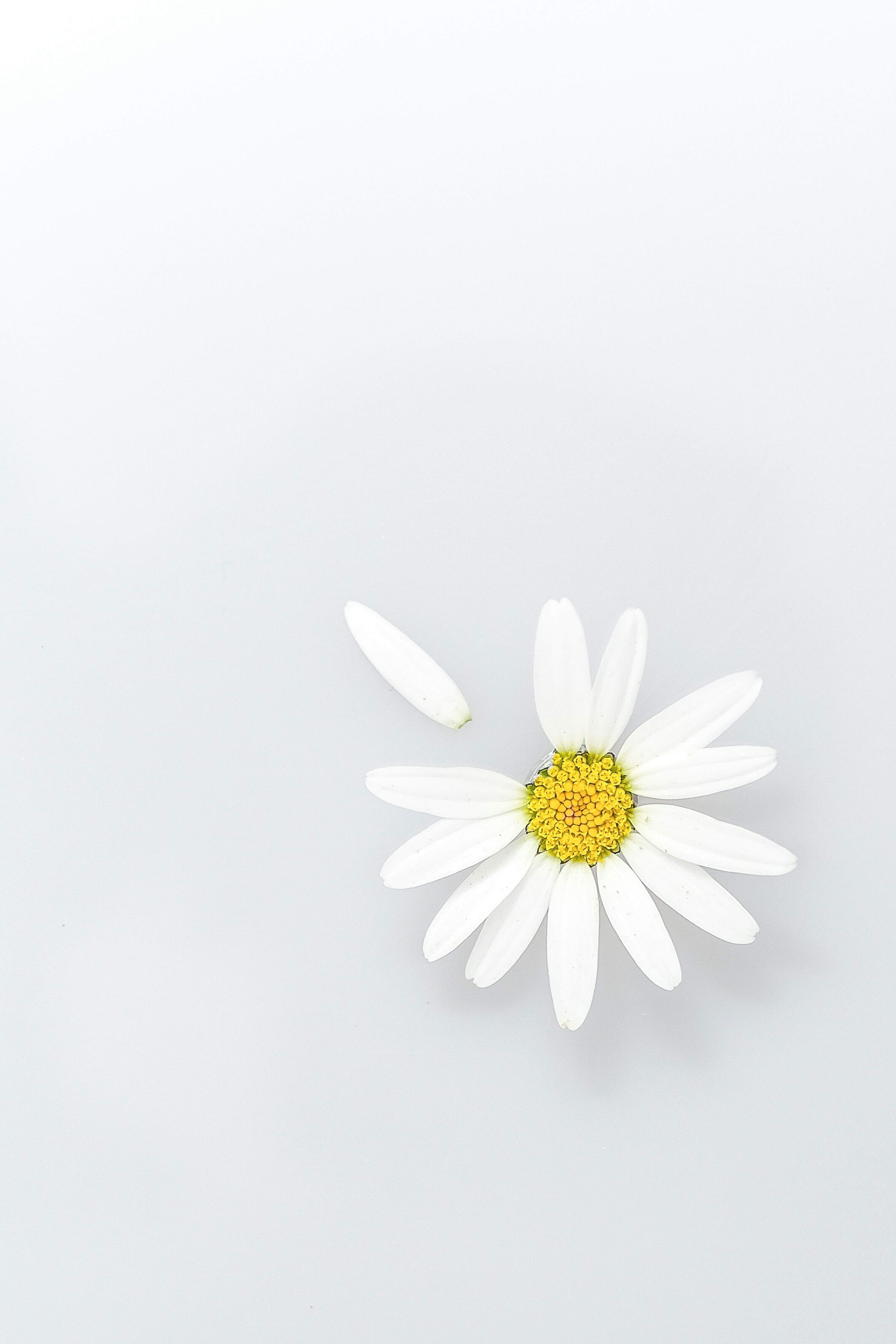 It is the flower of love predictions: it is typical to pull the petals off a daisy and repeat: \