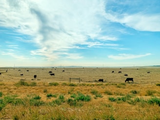 green grass field under blue sky during daytime
