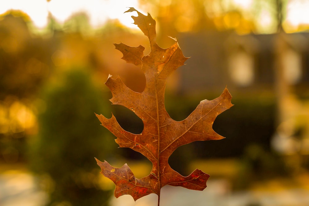 brown maple leaf in close up photography