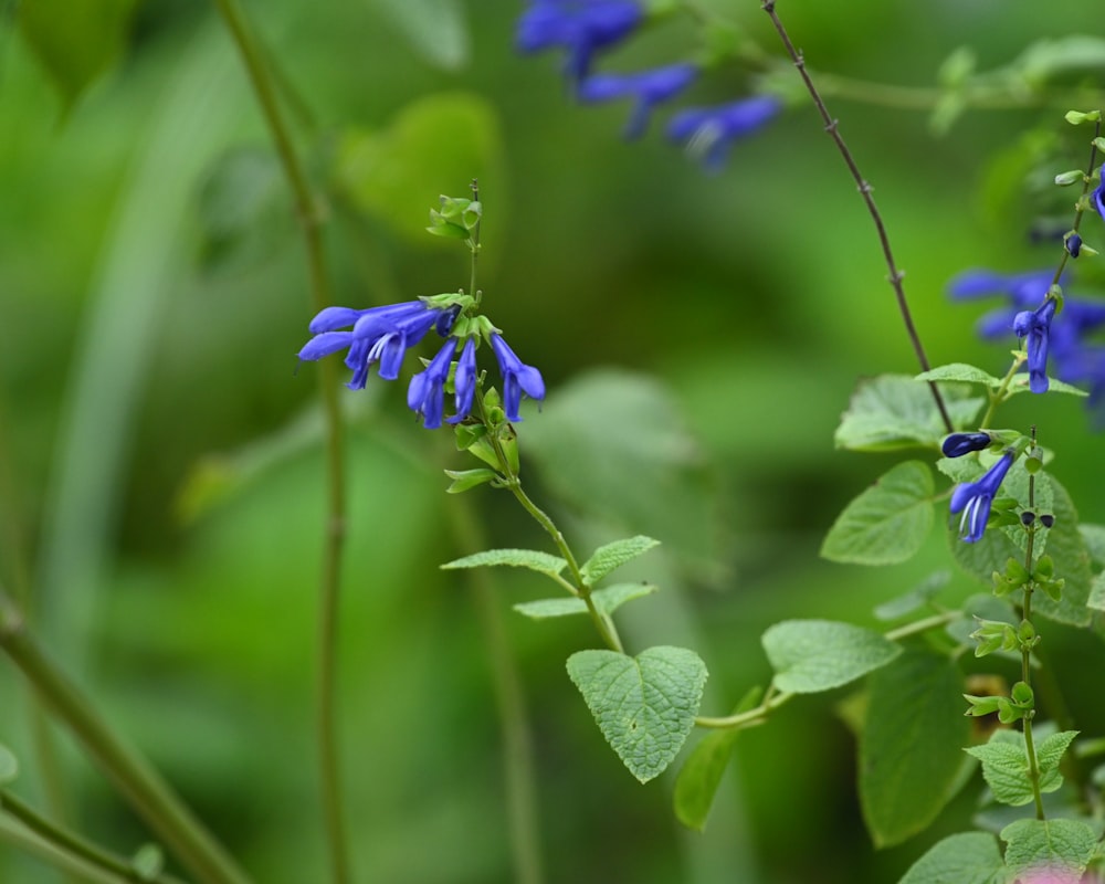 purple flower in tilt shift lens