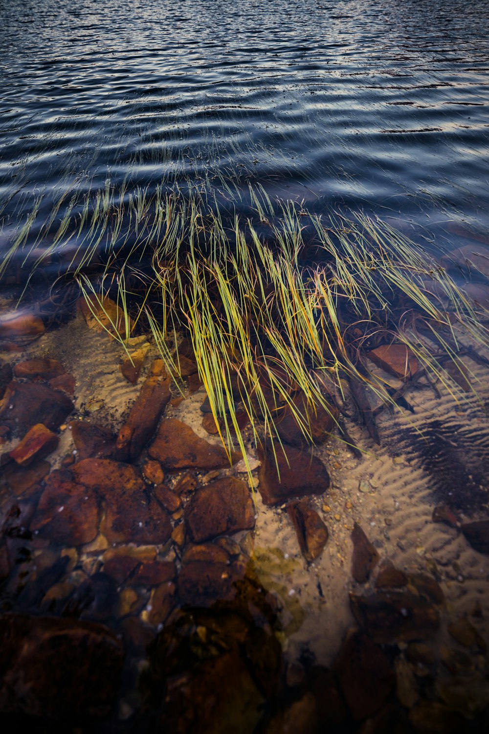 brown and green plant on brown rock