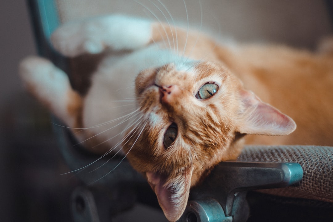 orange tabby cat on black chair