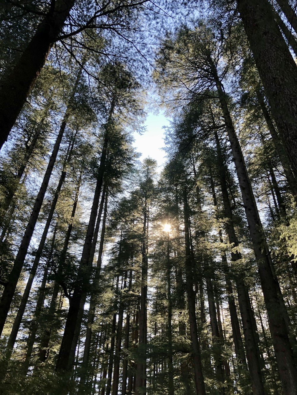 Fotografía de ángulo bajo de árboles durante el día