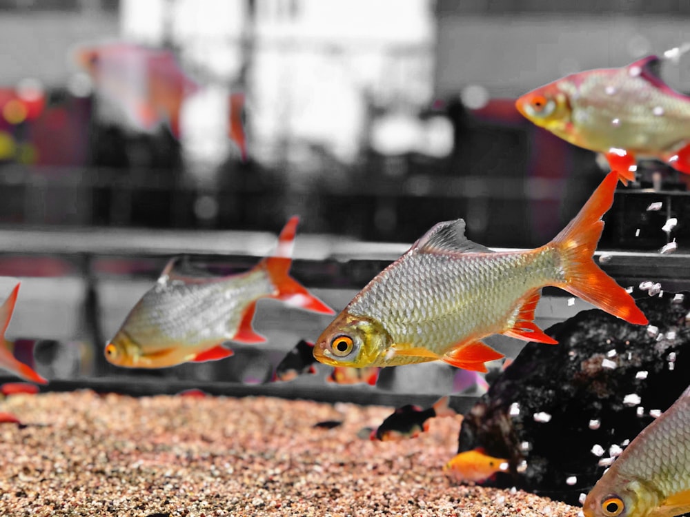 yellow and gray fish on black and brown soil