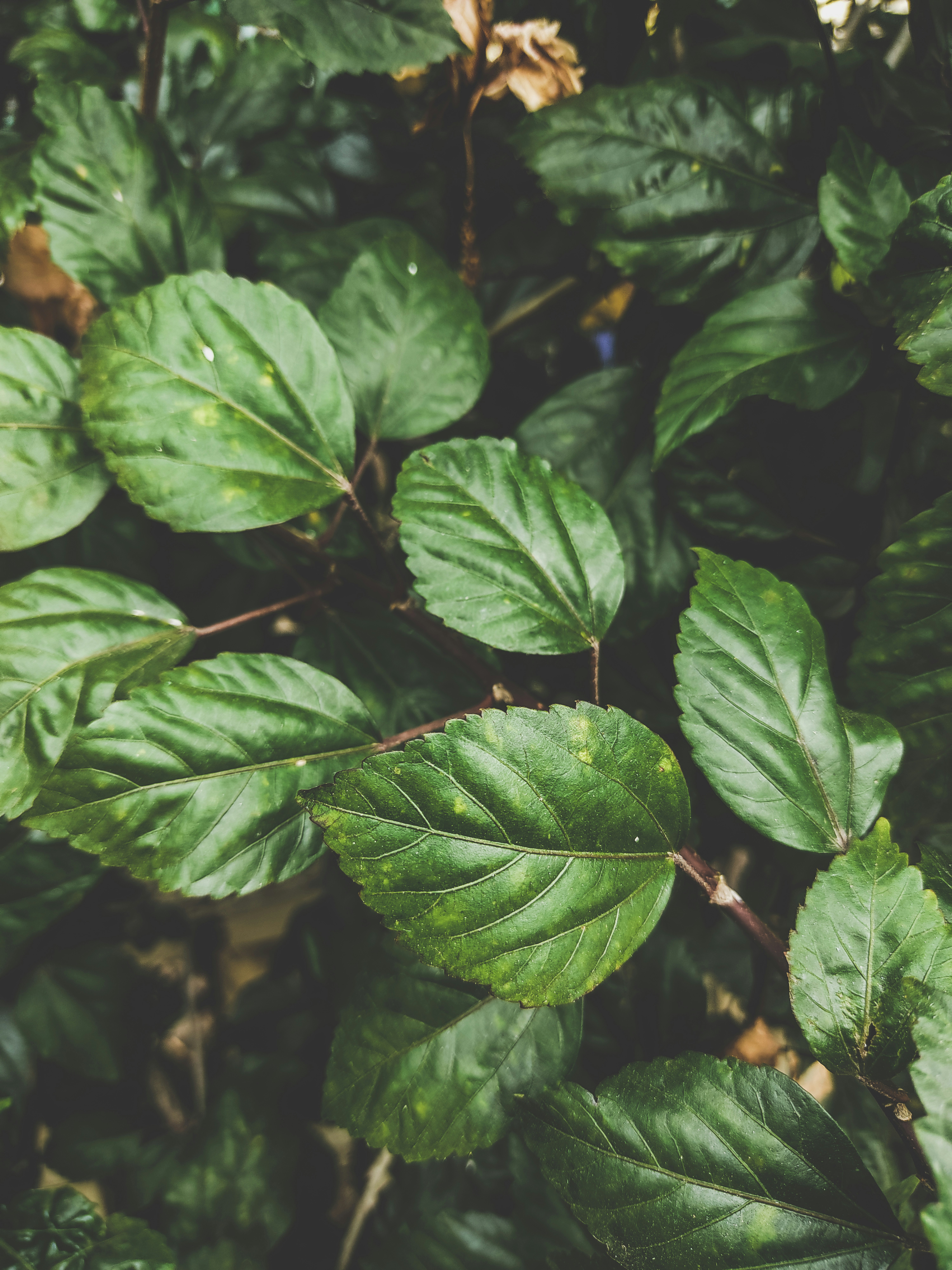 Photo by phoenixprithivi