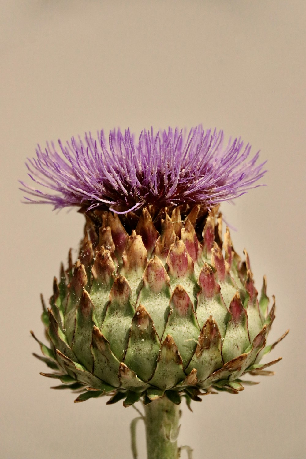 fleur violette et verte dans la photographie à l’objectif macro