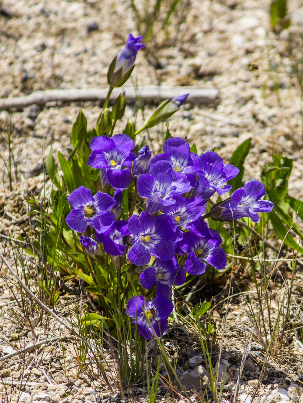 purple flowers on brown soil