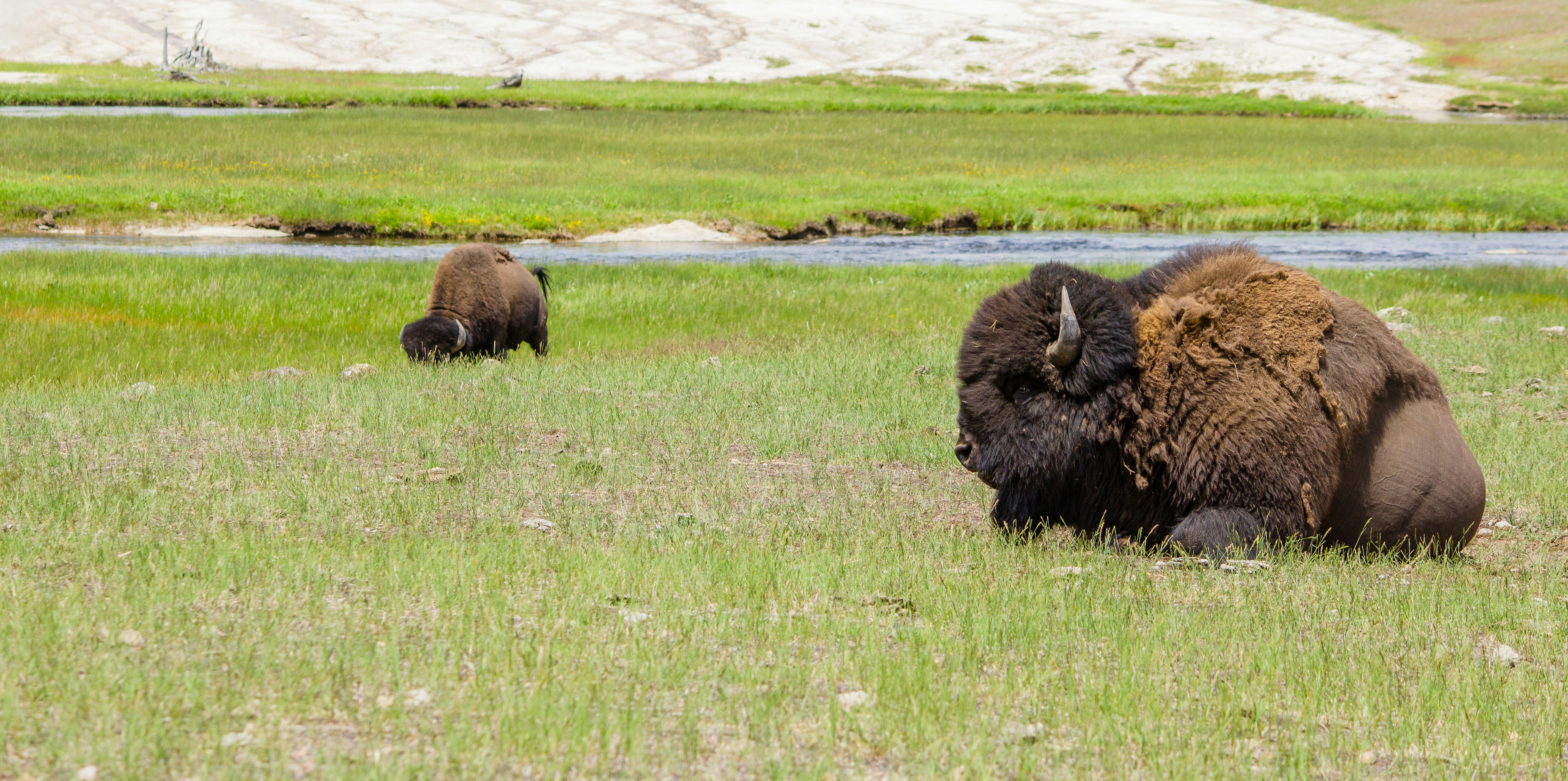 brown bison on green grass field during daytime bison teams background