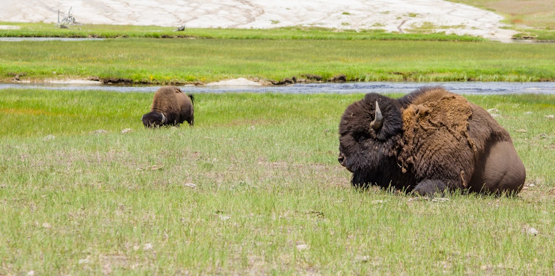 brown bison on green grass field during daytime