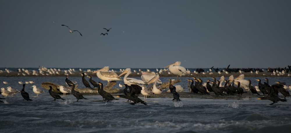 stormo di uccelli che sorvolano il mare durante il giorno