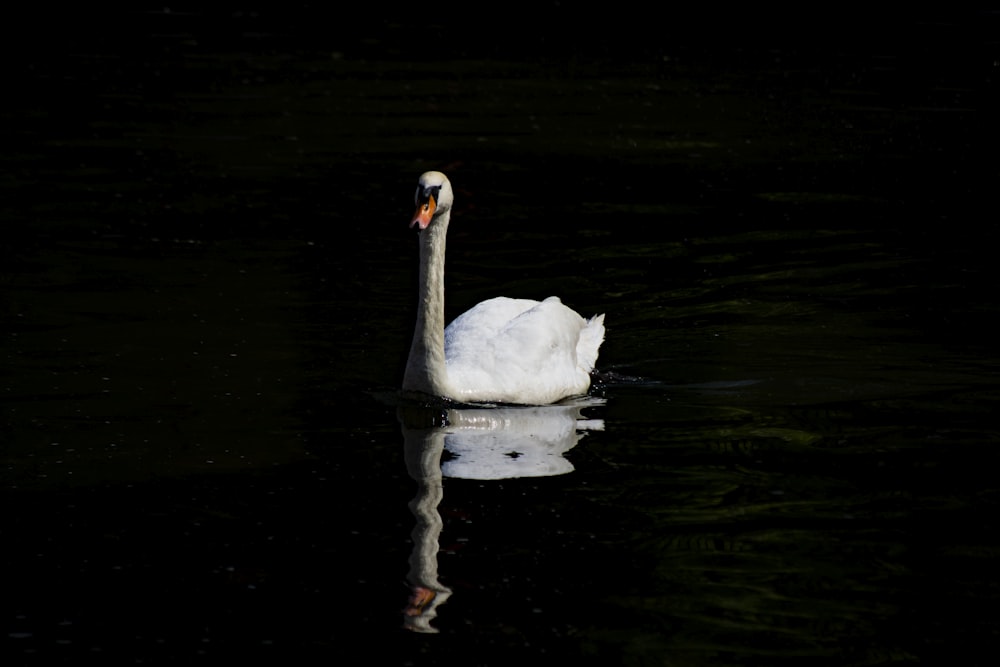 white swan on water during daytime