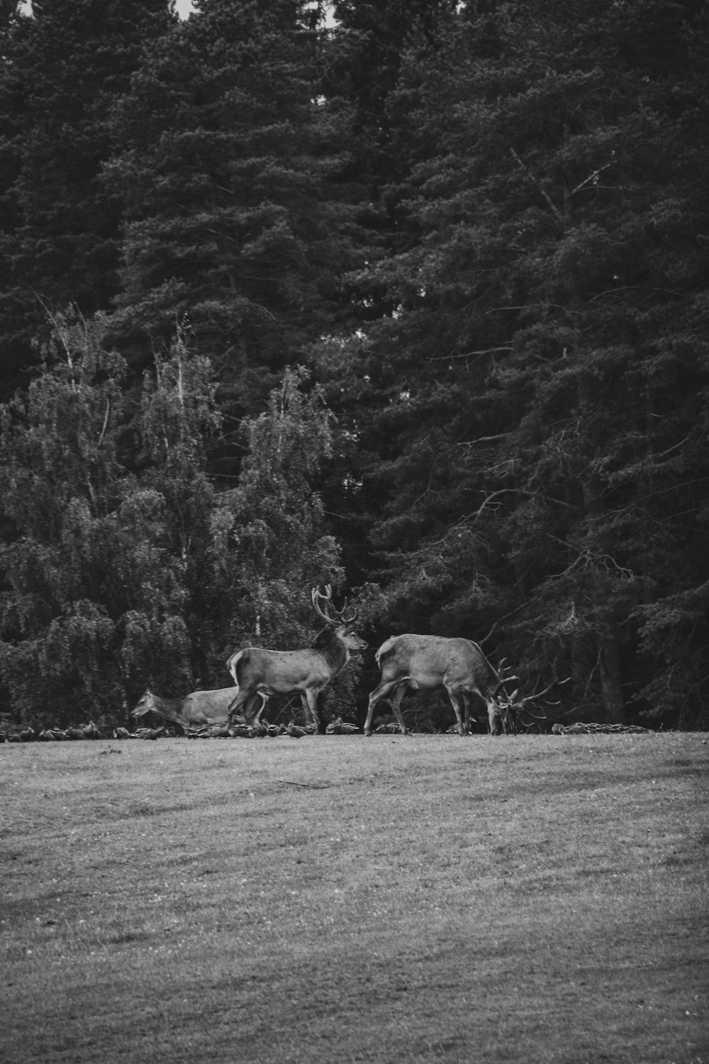 grayscale photo of herd of sheep on grass field