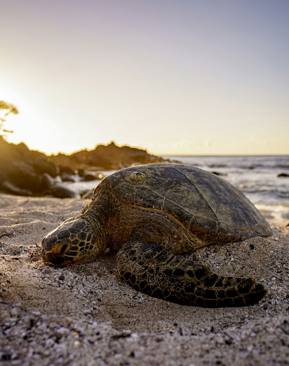 black and brown turtle on beach shore during daytime