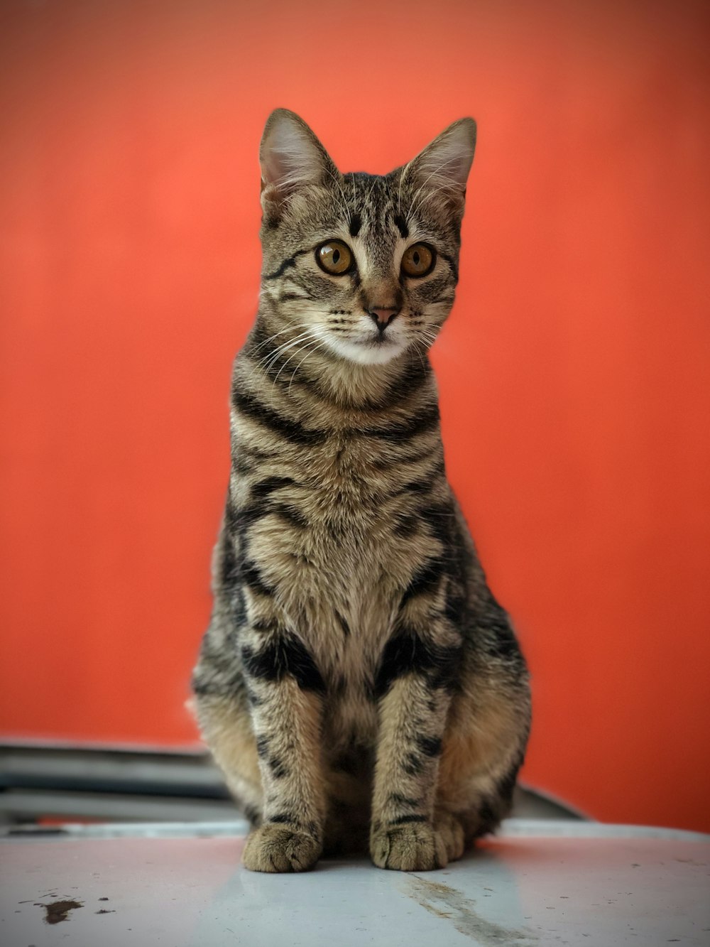 Braune Tabby-Katze am Fenster