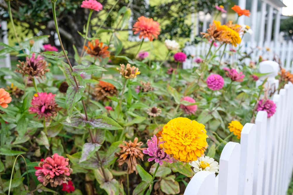 fiori gialli e rosa con foglie verdi