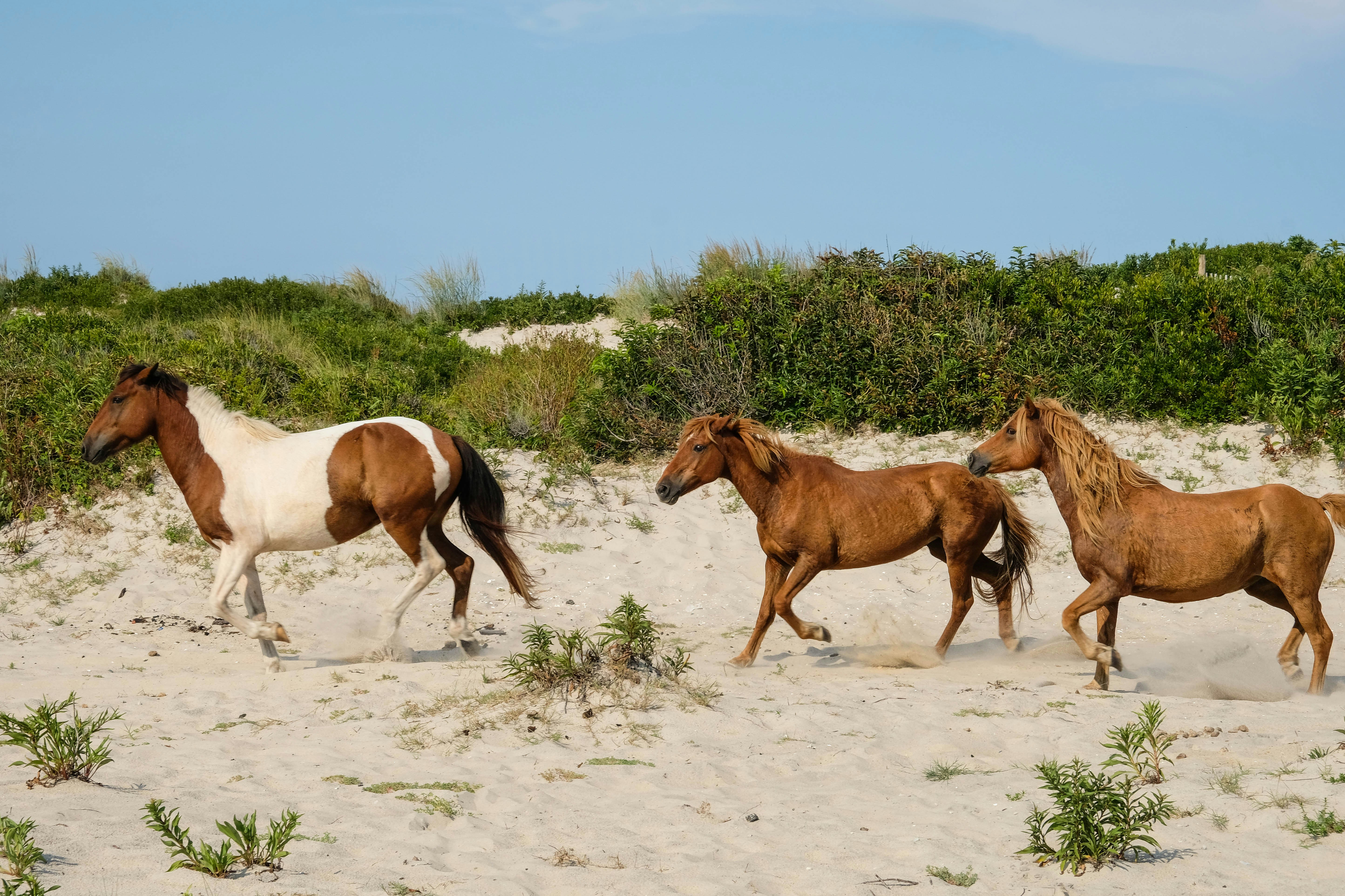 two brown and white horses on white sand during daytime, Wild Assateague ponies fight and kick up their heels along the beach. | Assateague Island, MD | By Sara Cottle