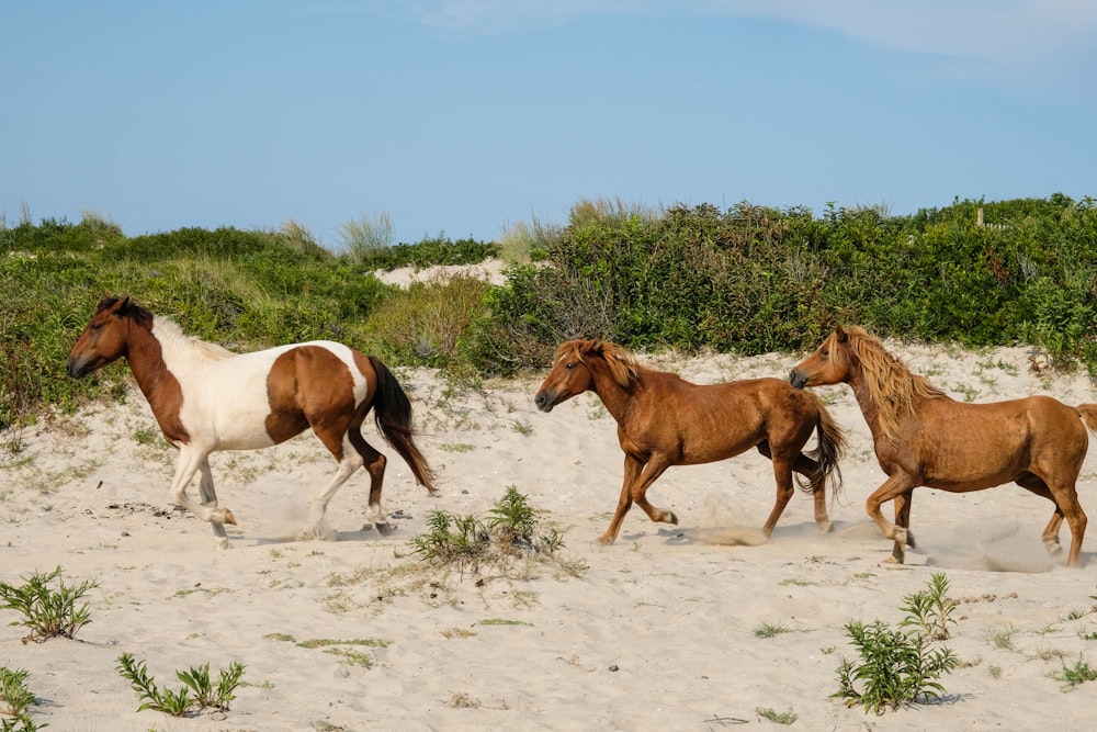 zwei braune und weiße Pferde tagsüber auf weißem Sand