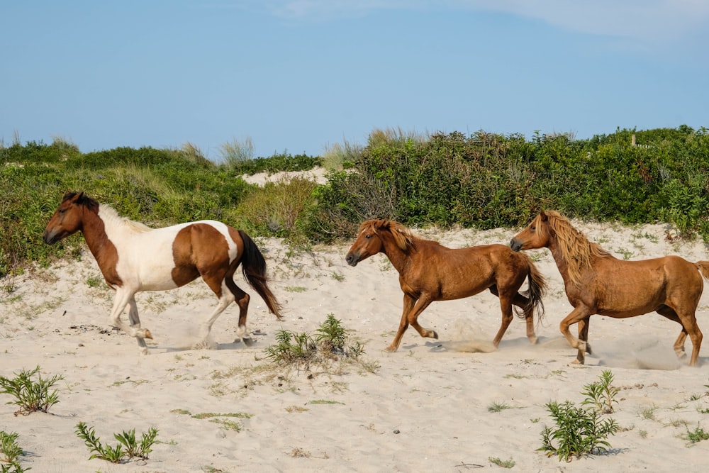two brown and white horses on white sand during daytime