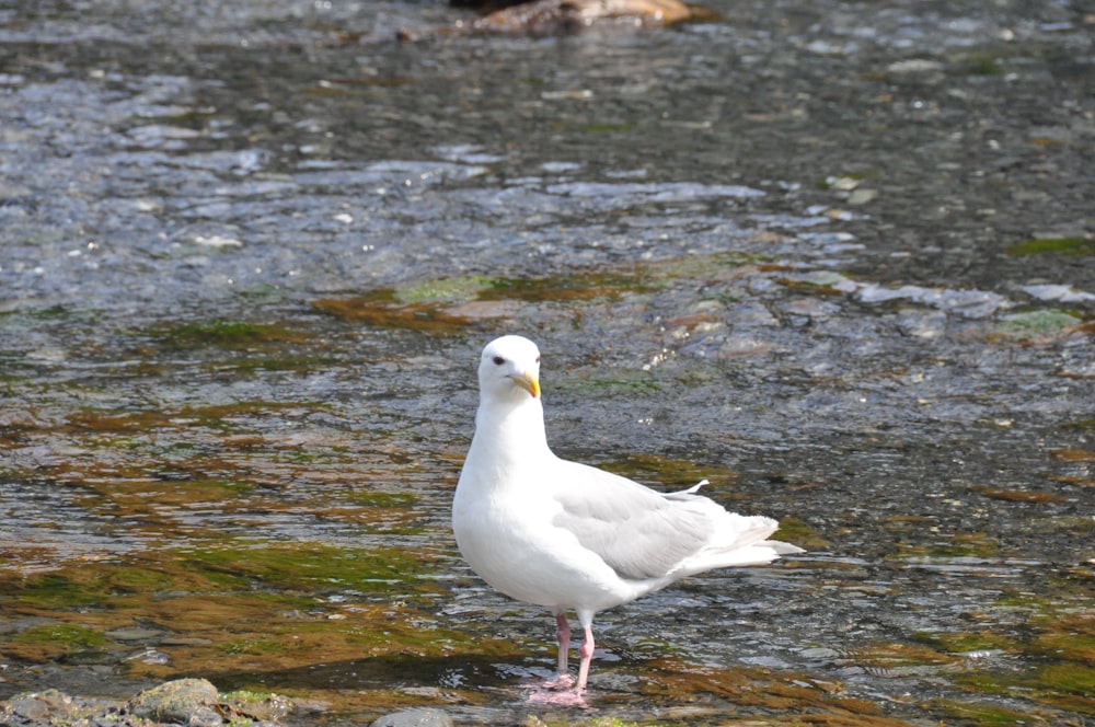 pássaro branco na água durante o dia
