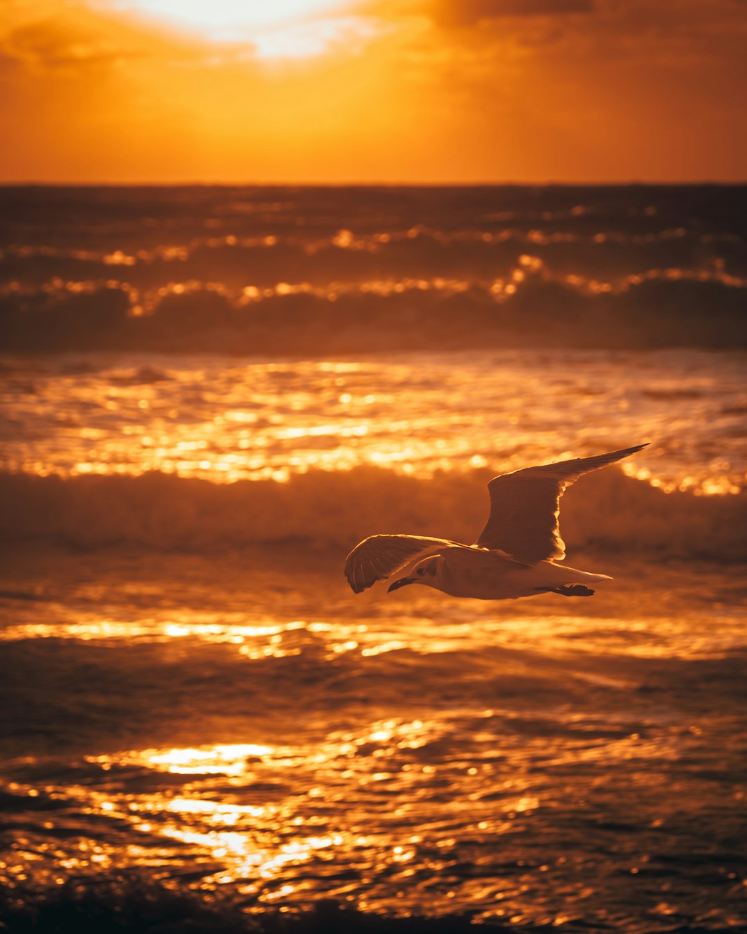 white bird flying over the sea during sunset