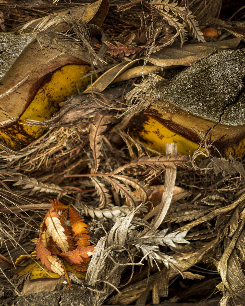 brown dried leaves on ground