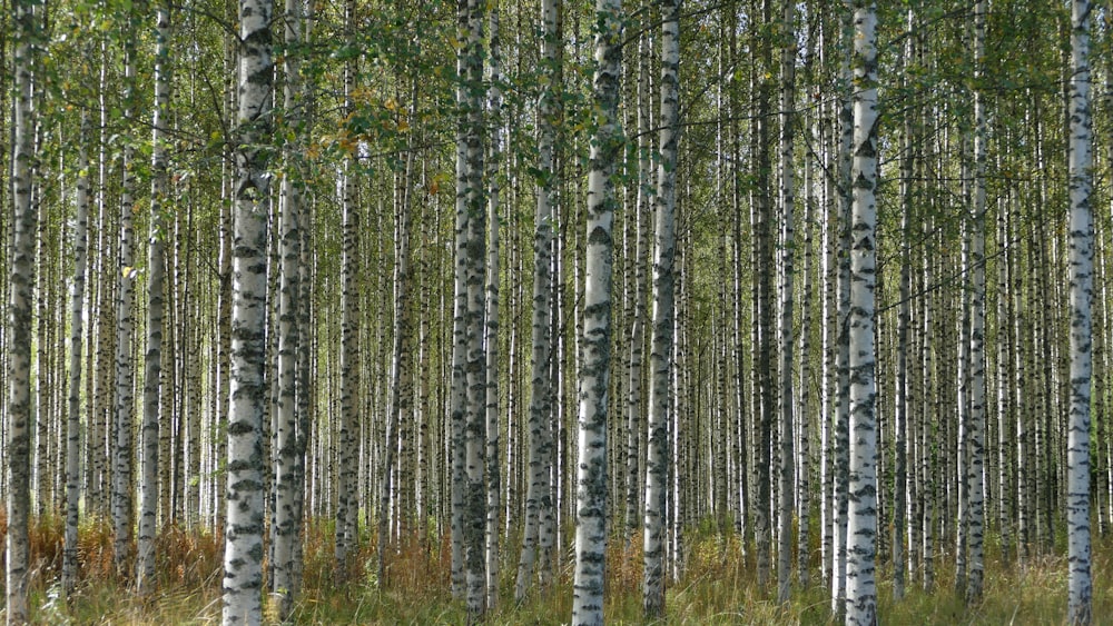 arbres verts sur champ brun pendant la journée