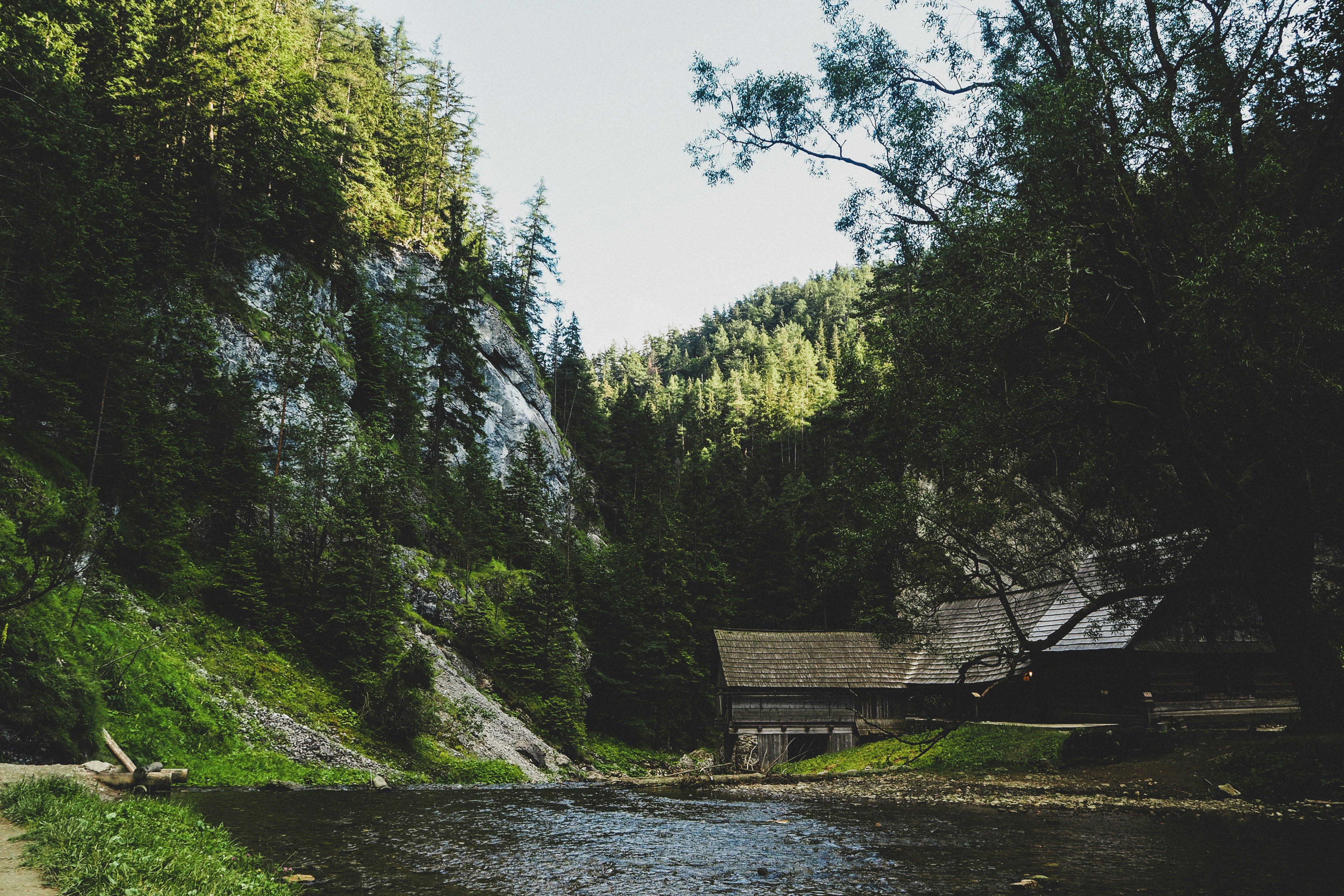brown wooden dock on river near green trees during daytime