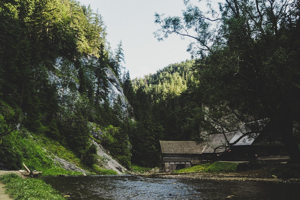 brown wooden dock on river near green trees during daytime