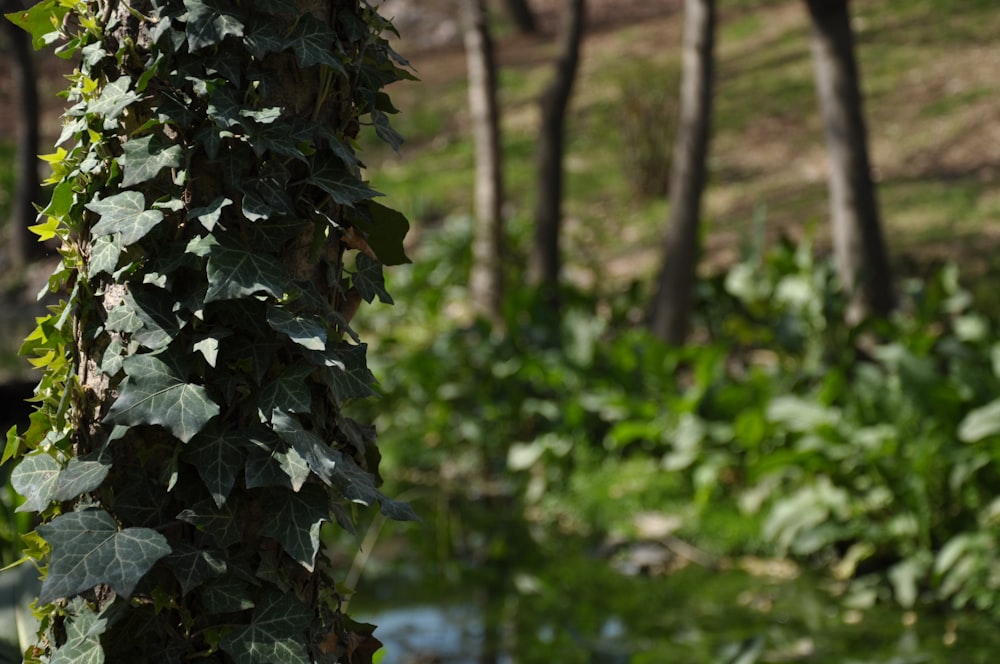 green and brown tree near river during daytime