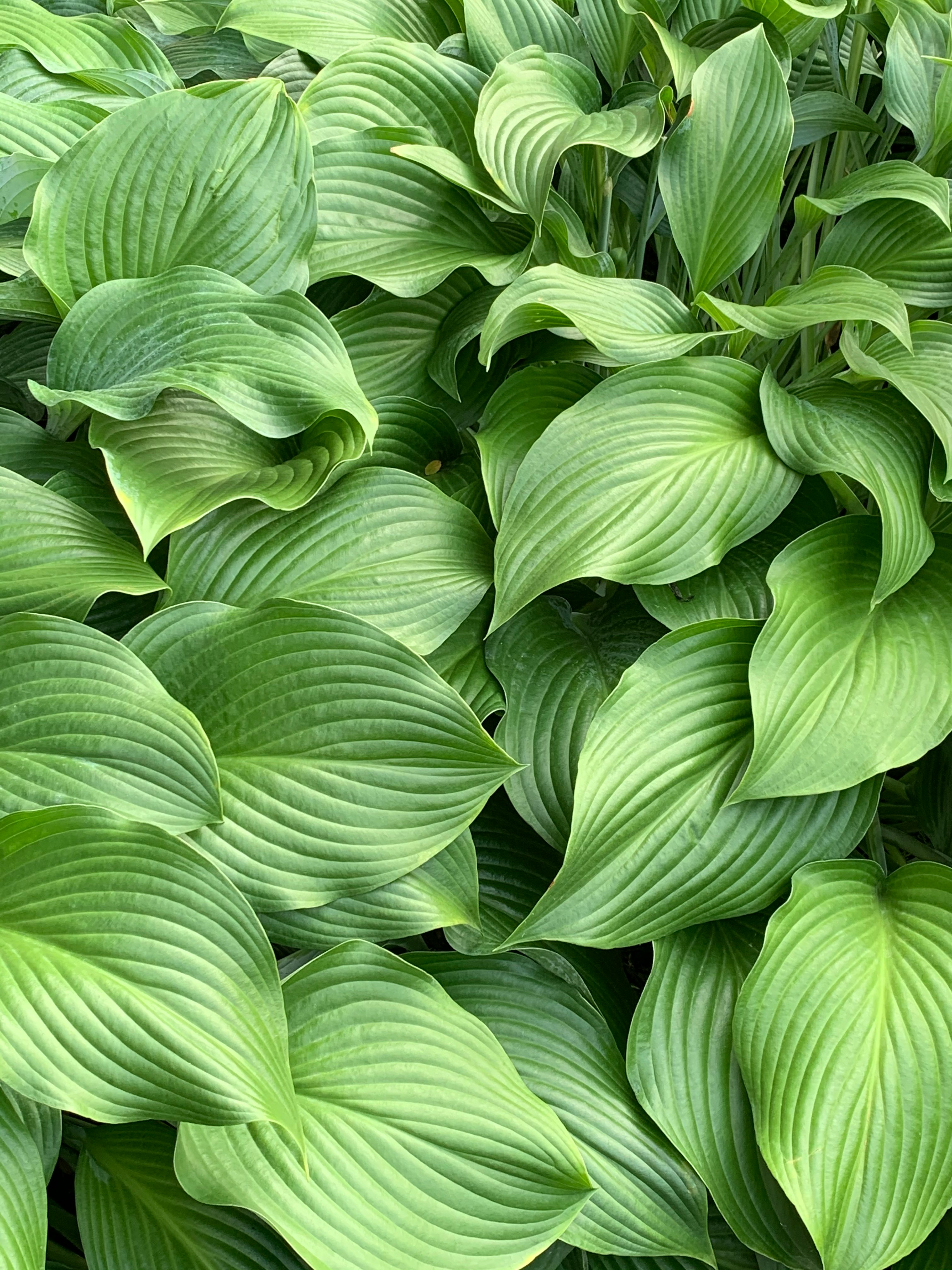 The lush growth of mature hosta plants in a shady spot near a door is so welcoming in summer...