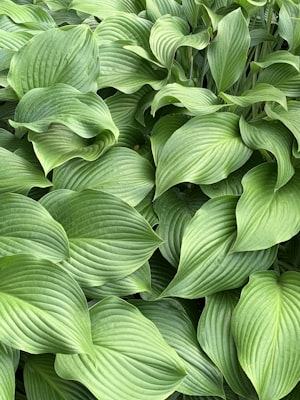 Sum and Substance Hosta