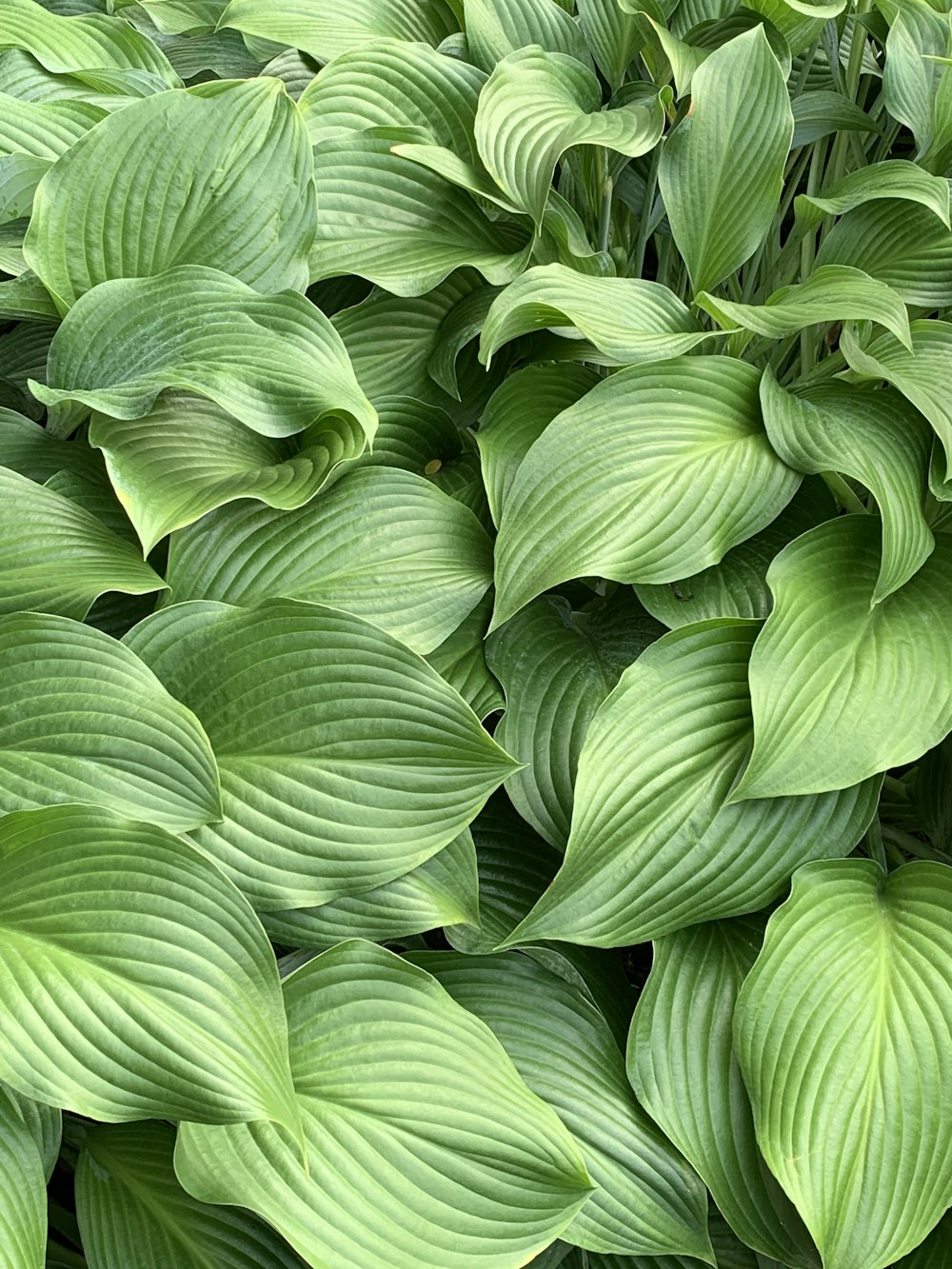 foglie verdi in primo piano fotografia