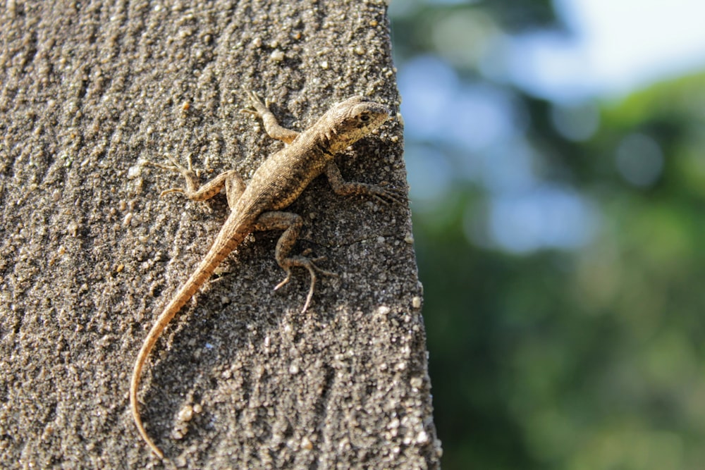 brown lizard on brown tree trunk during daytime