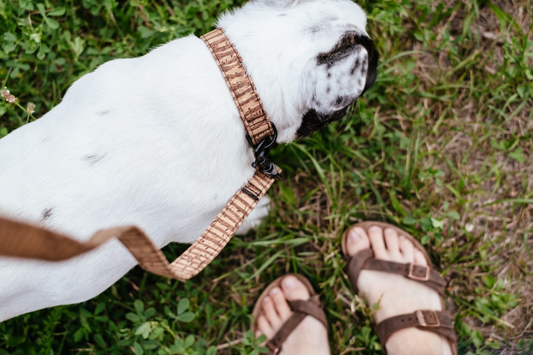 white and brown short coated small sized dog on green grass field