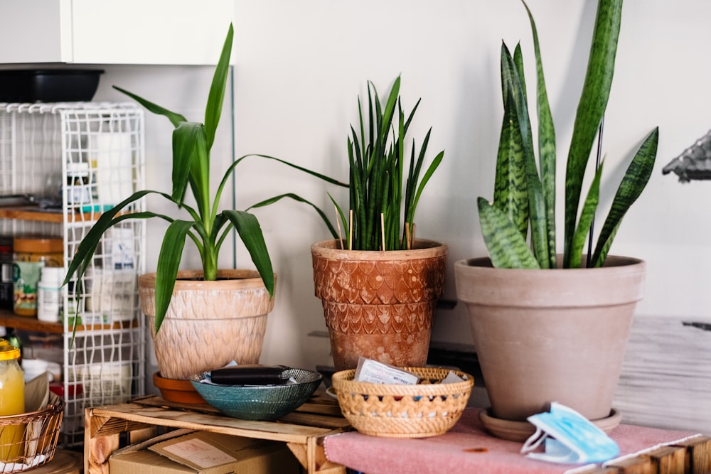 Planta en maceta verde sobre mesa de madera marrón