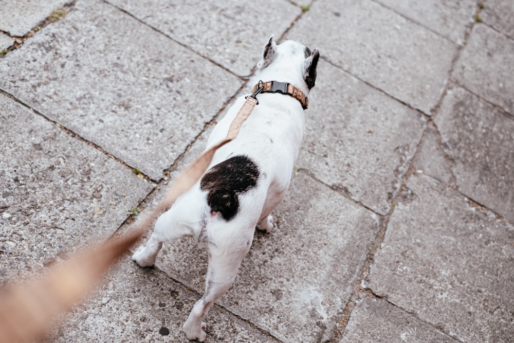 white and black short coated small dog