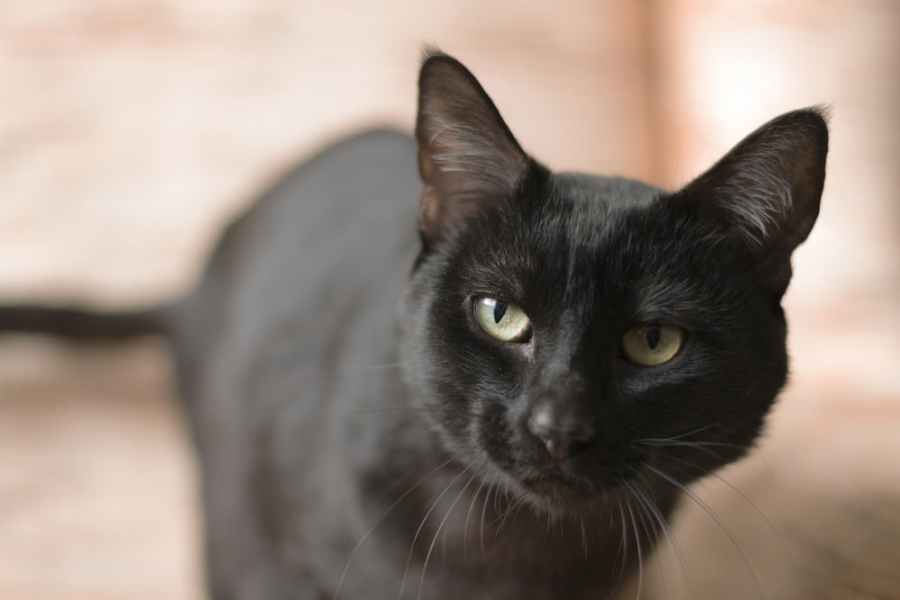 black cat in close up photography