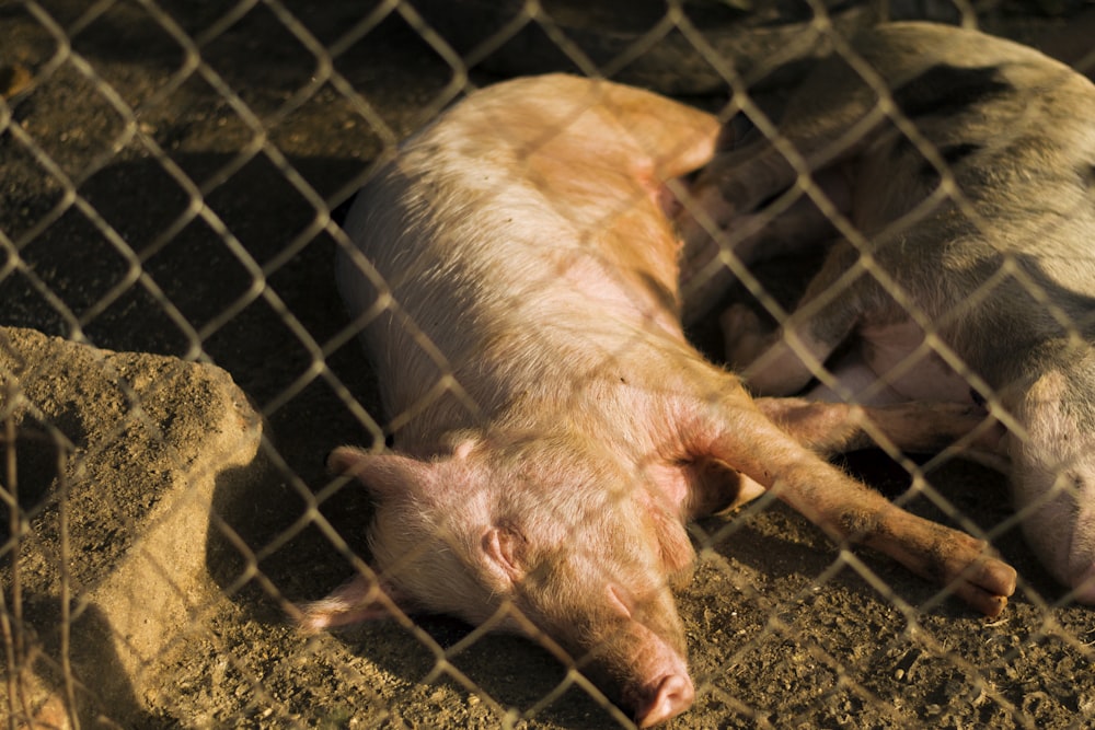 brown pig lying on ground