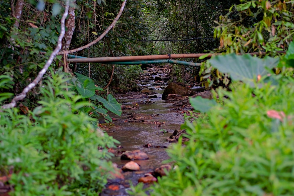 brown wooden bridge over river