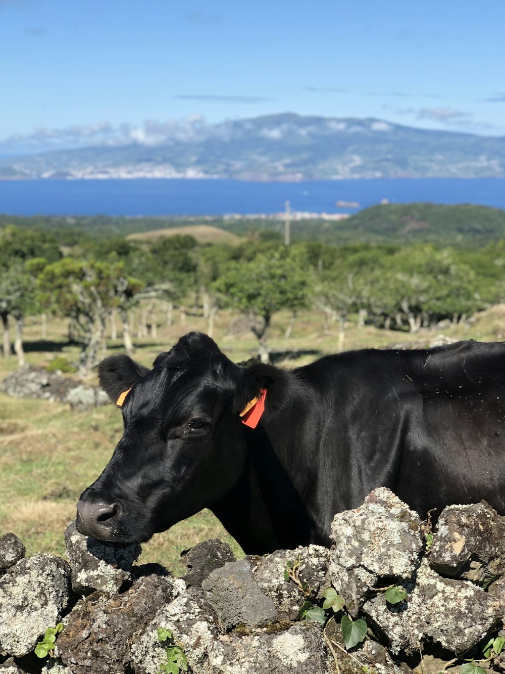 vache noire sur le champ d’herbe verte pendant la journée