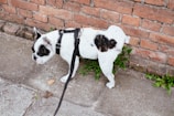 white and black short coated dog