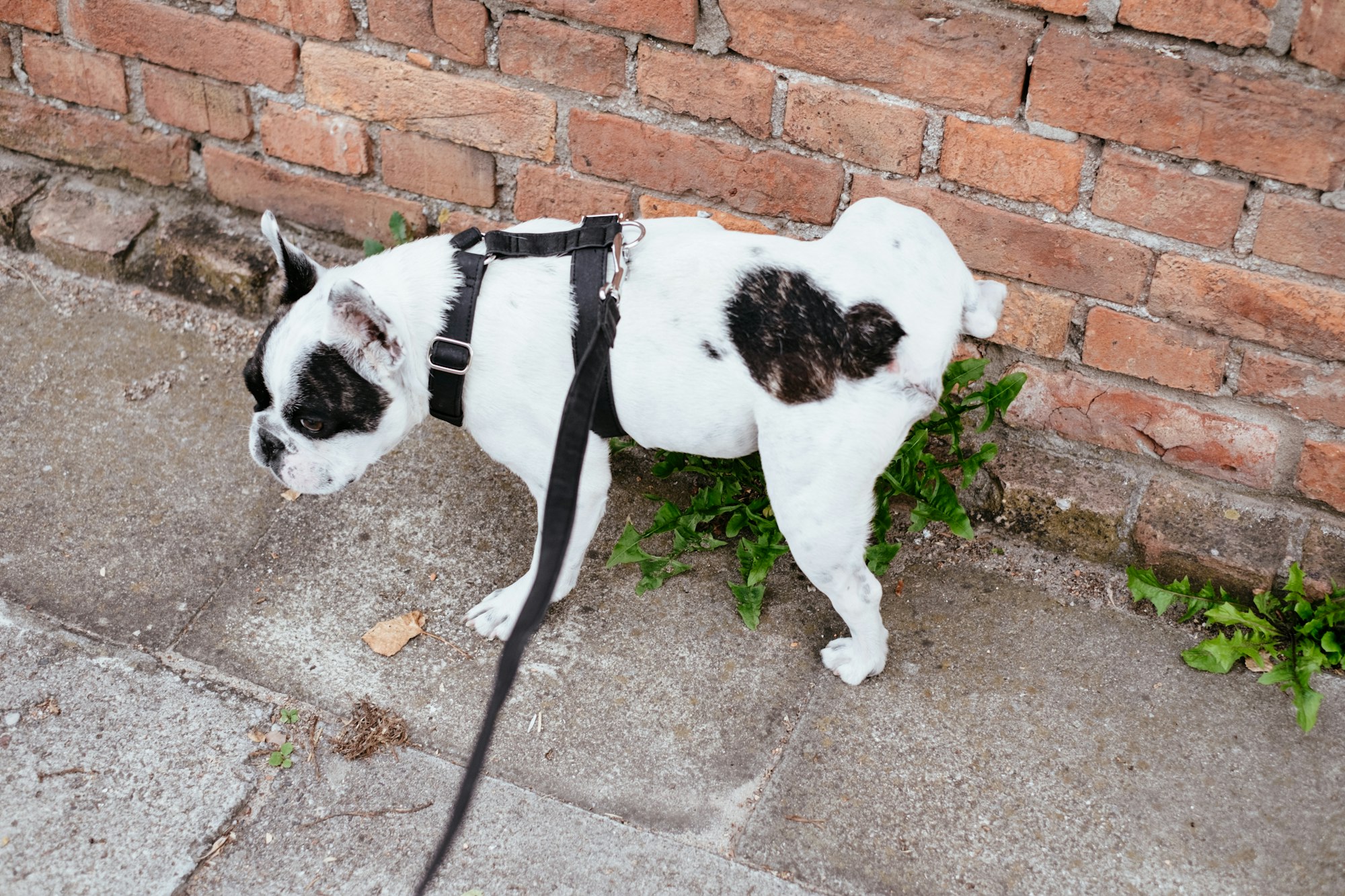 French Bulldog peeing on a plant