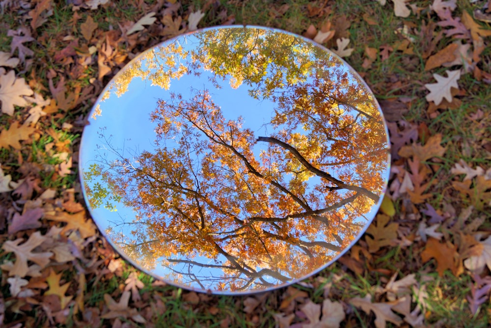 round mirror with brown leaves