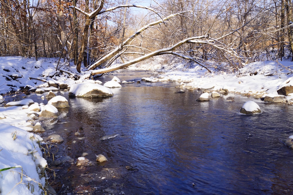 brown bare trees beside river during daytime