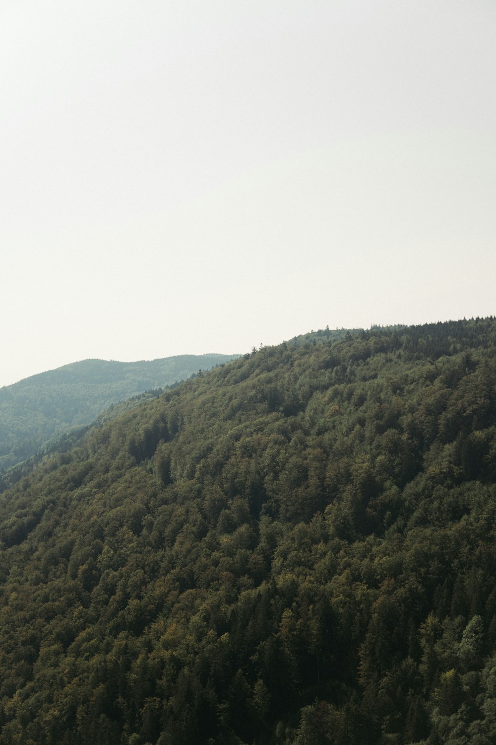 green trees on mountain under white sky during daytime